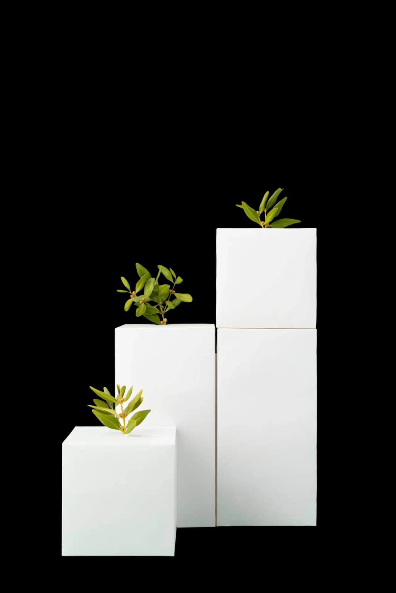 Ascending plinths with young plants, representing staged professional growth